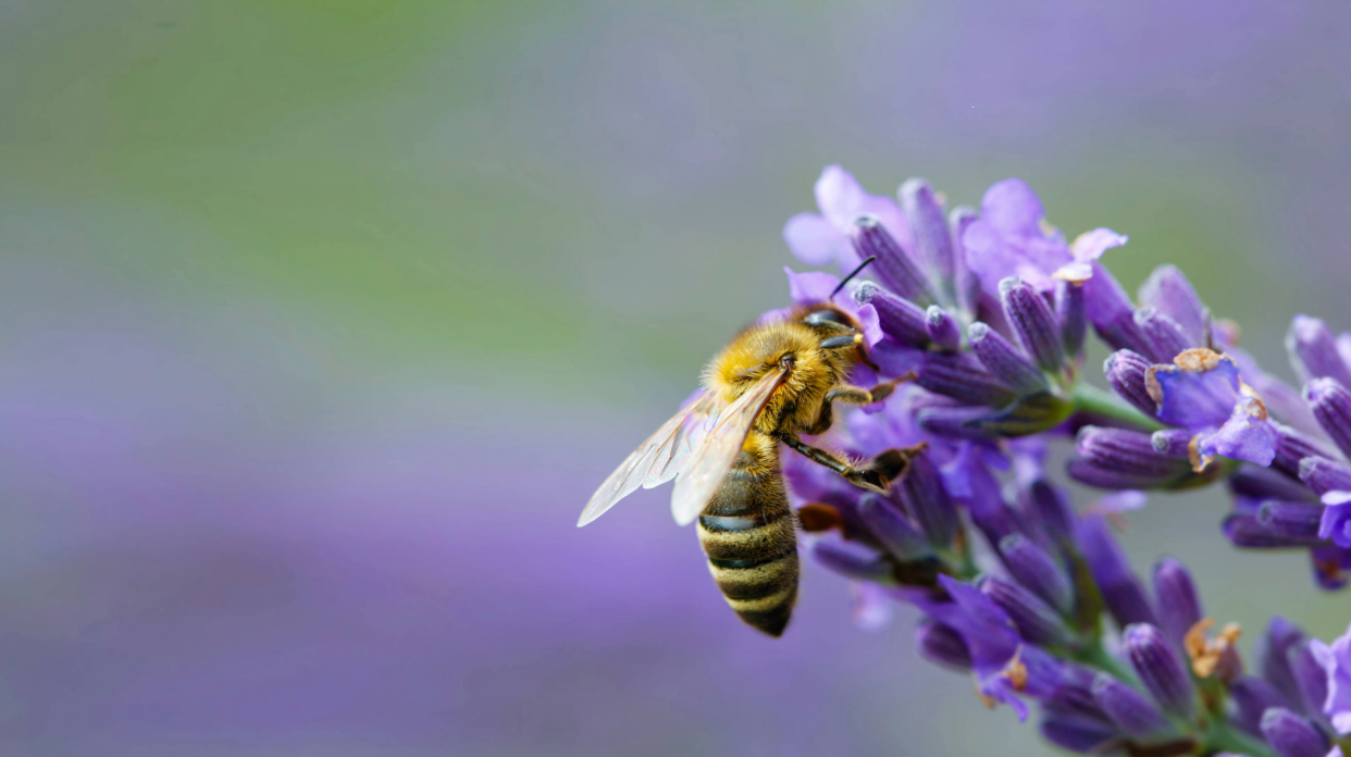 Bee on a purple lavender flower, green and purble field in the blurred background